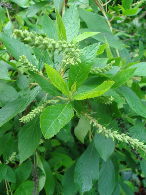 Clethra alnifolia bouton P2A